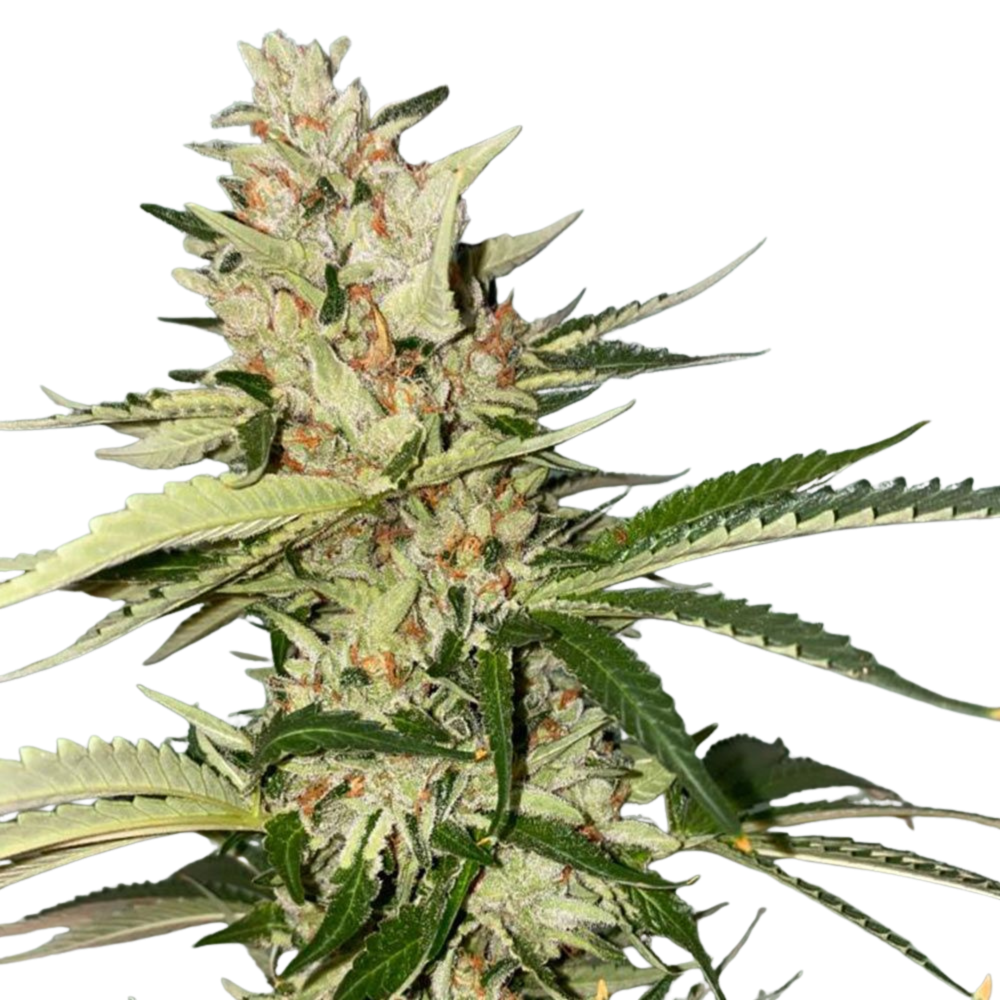 SEA OF GREEN - THE PURE PLUG