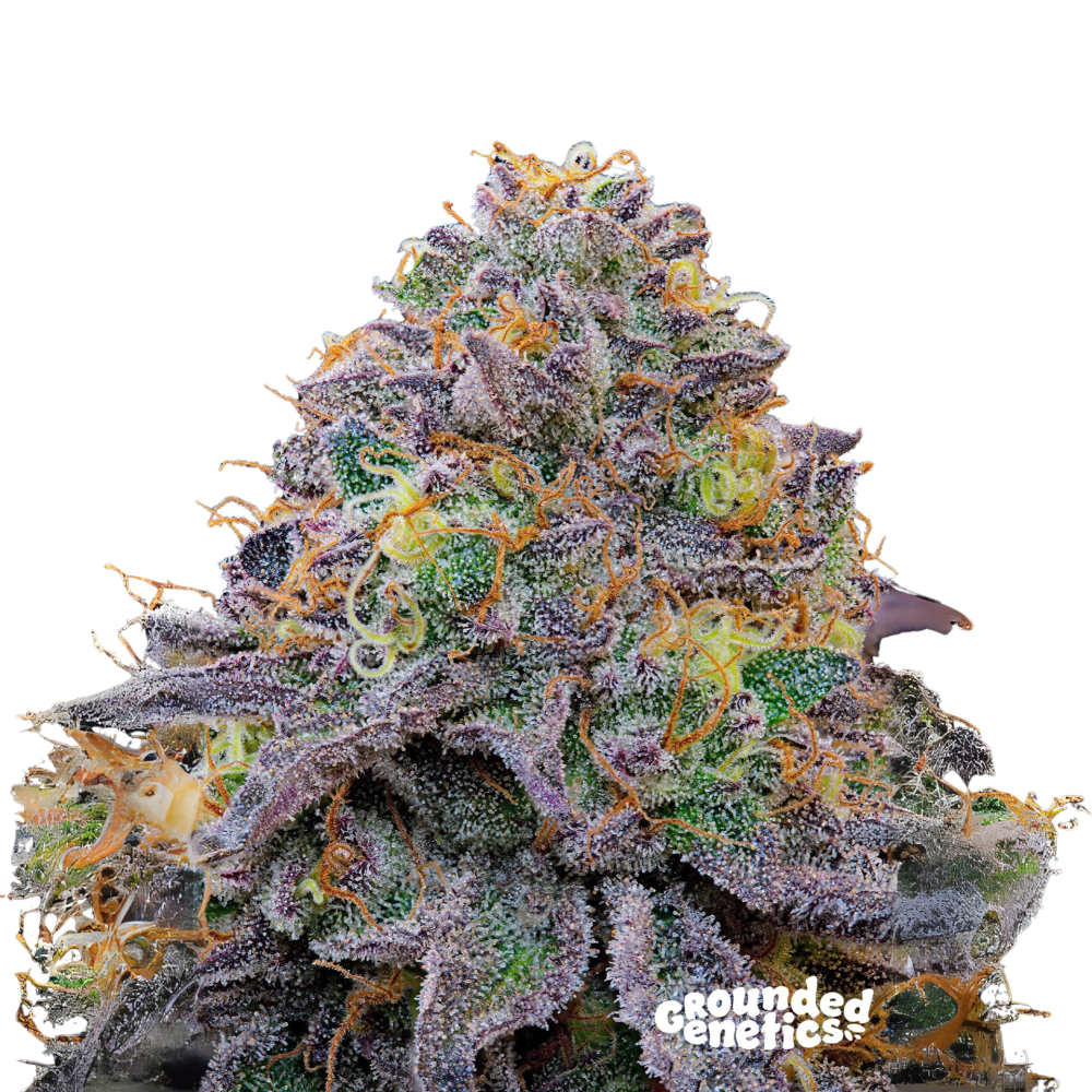 SEA OF GREEN - GROUNDED GENETICS