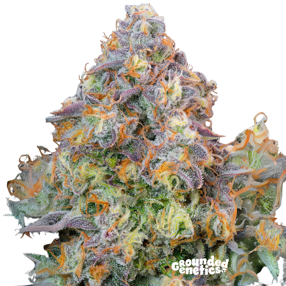 SEA OF GREEN - GROUNDED GENETICS