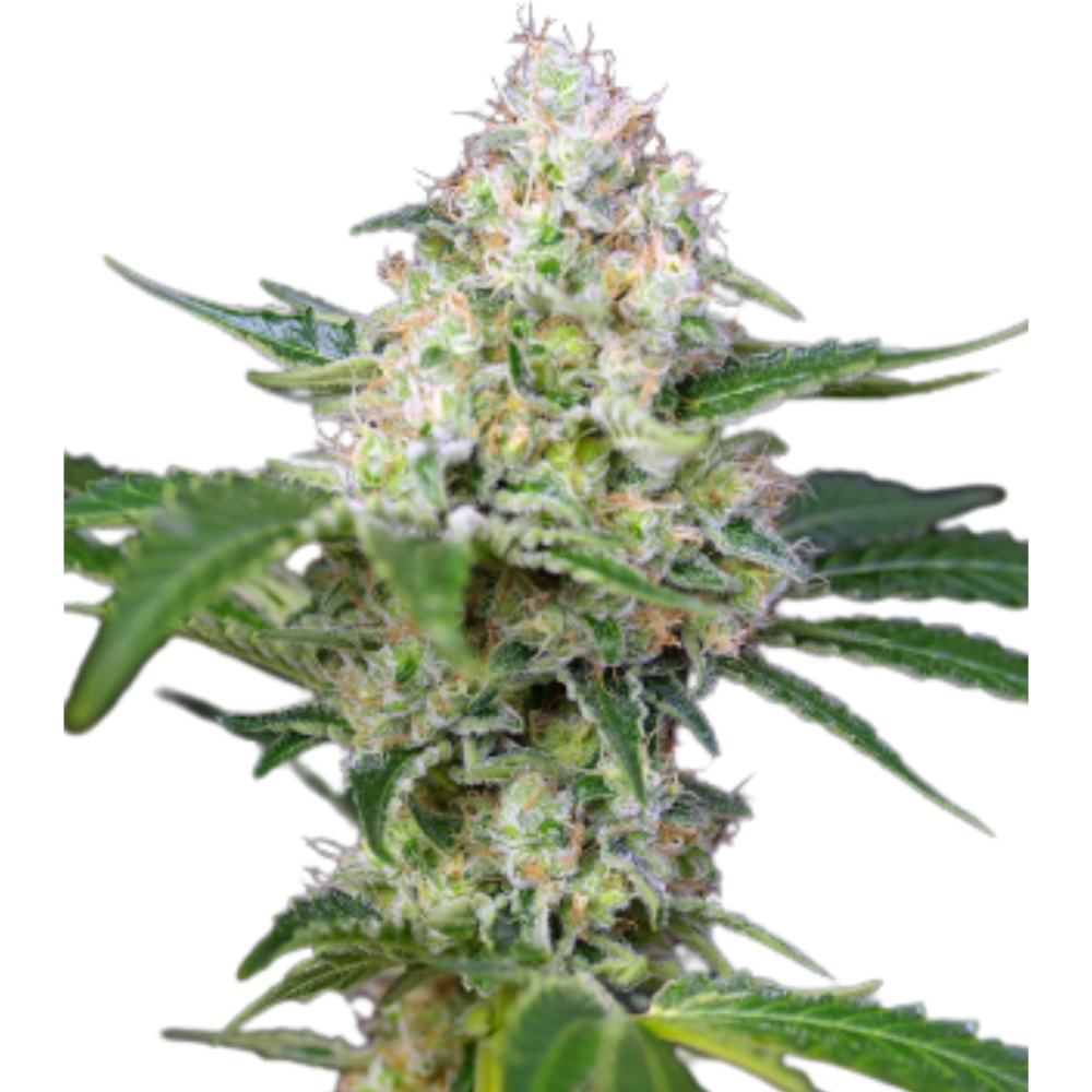 SEA OF GREEN - SWEET SEEDS