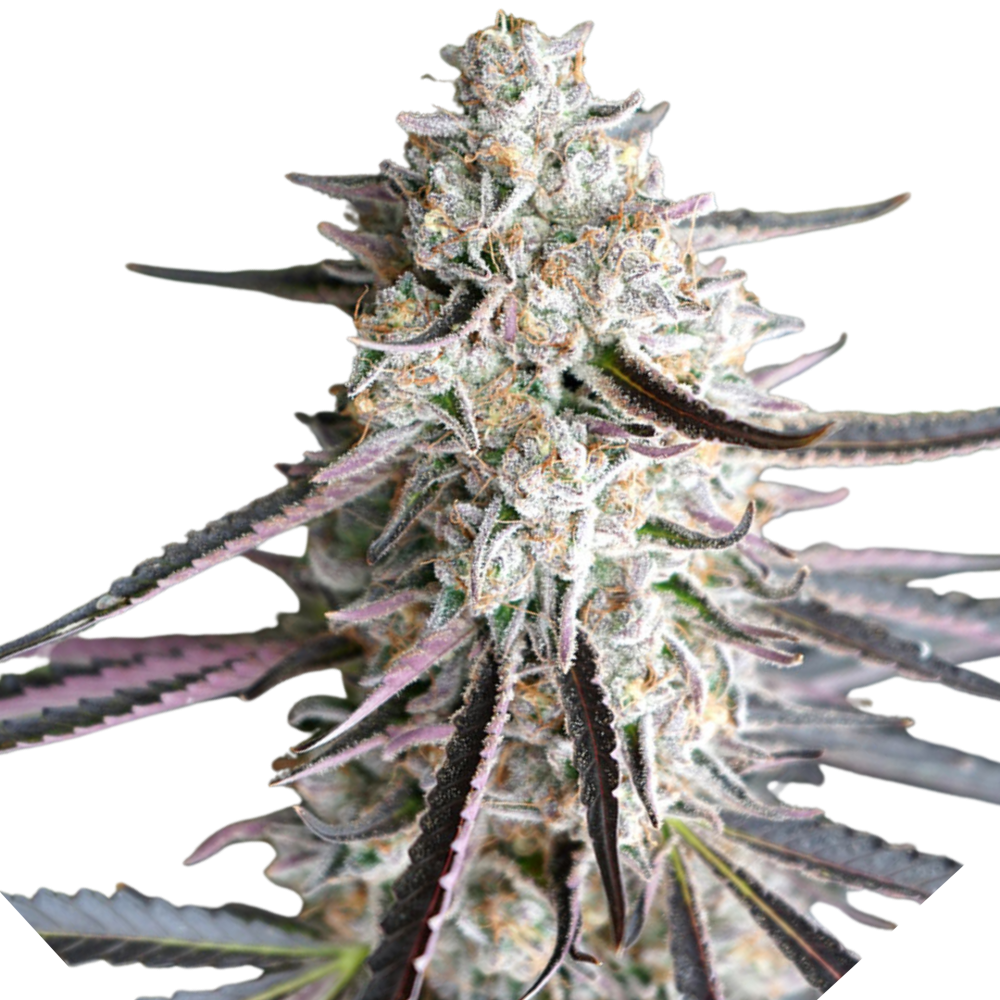 SEA OF GREEN - HUMBOLDT