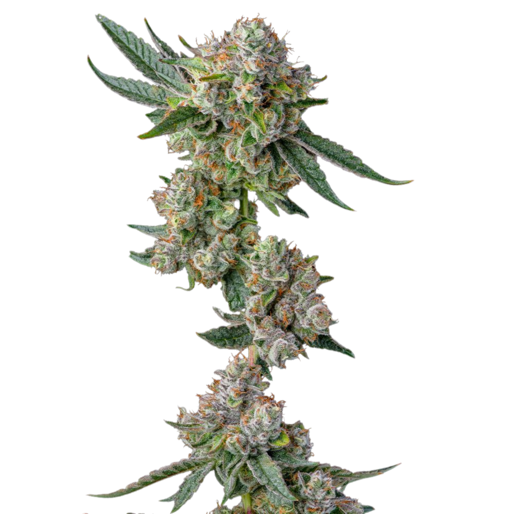 SEA OF GREEN - COMPOUND GENETICS