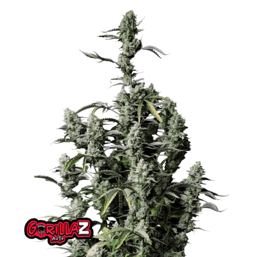 SEA OF GREEN - FAST BUD