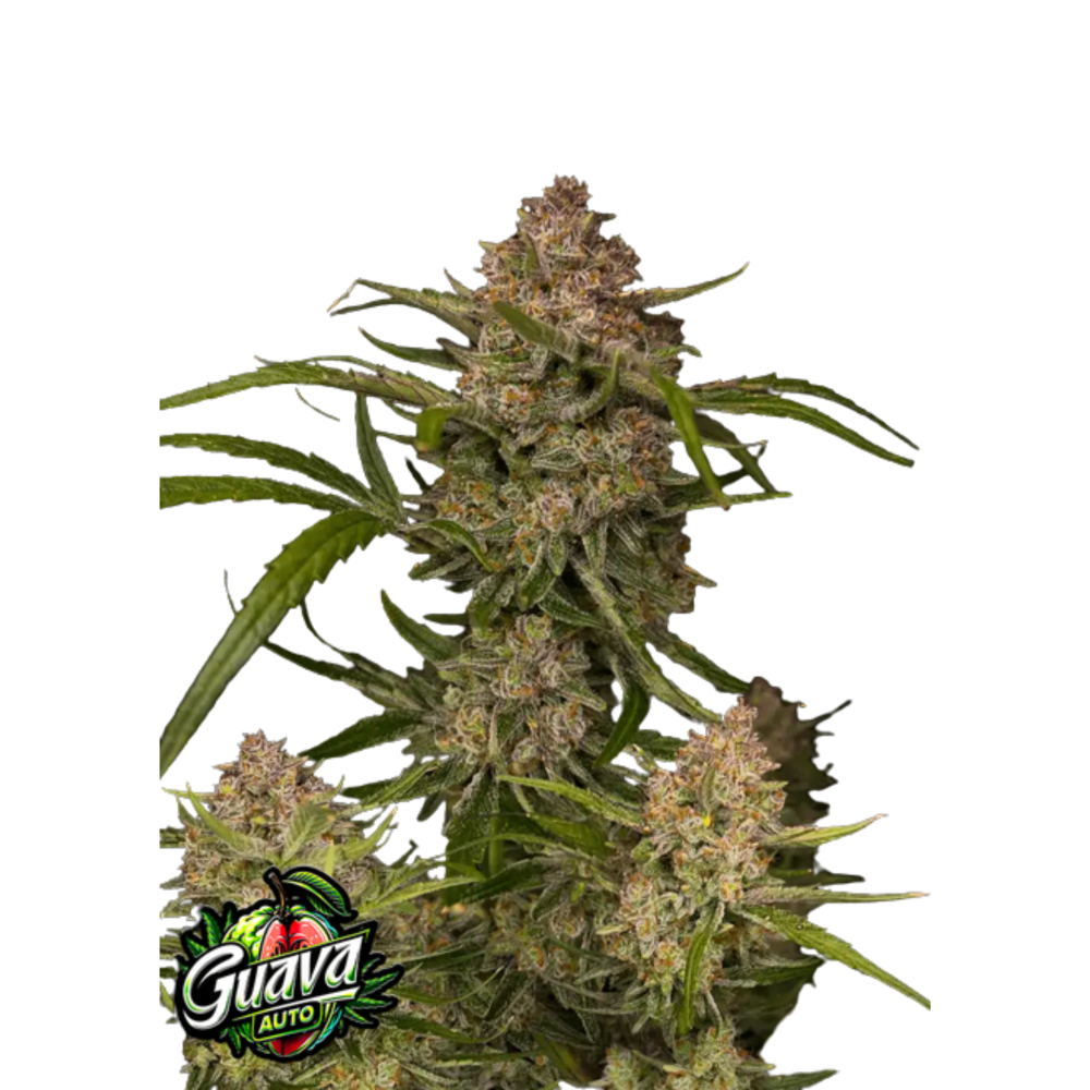 SEA OF GREEN - 420 FASTBUDS