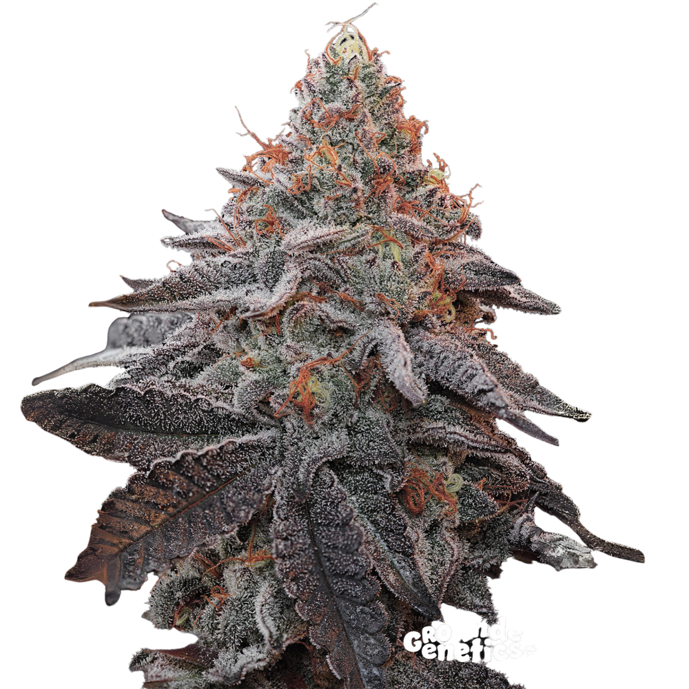 SEA OF GREEN - GROUNDED GENETICS