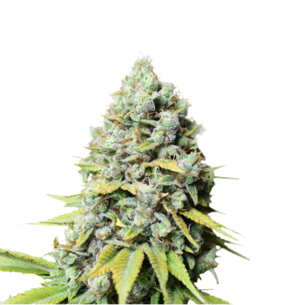 SEA OF GREEN - SUPER SATIVA SEED CLUB