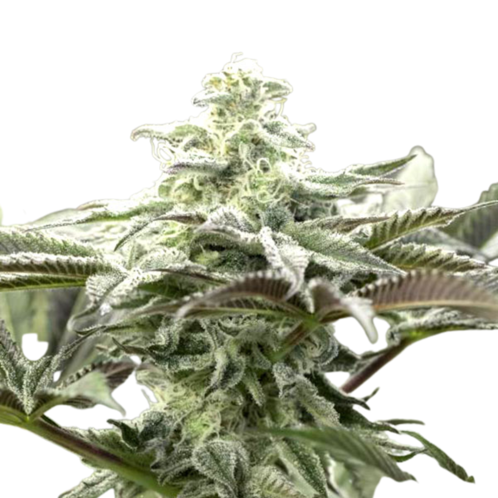 SEA OF GREEN - HUMBOLDT