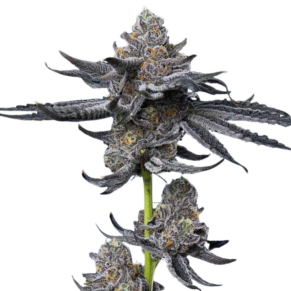 SEA OF GREEN - BARNEYS FARM