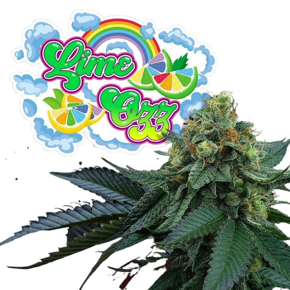 SEA OF GREEN - PERFECT TREE