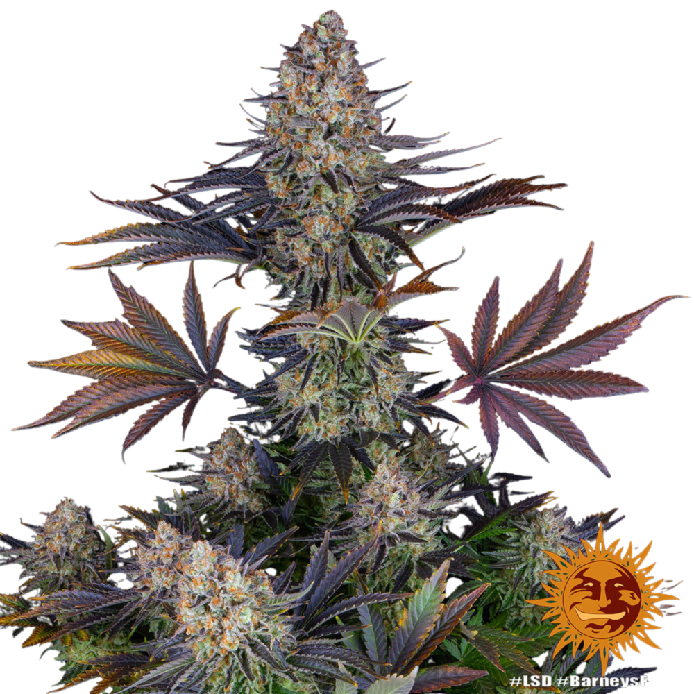 SEA OF GREEN - BARNEYS