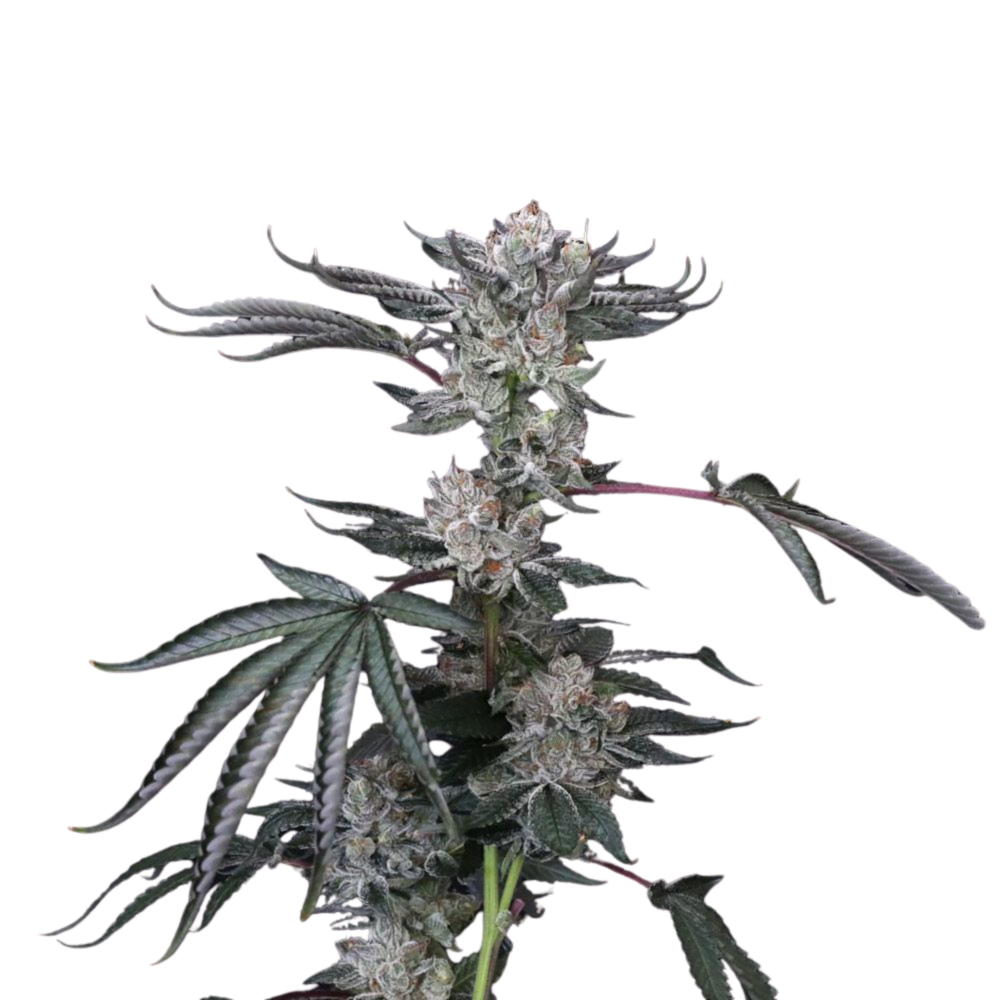 SEA OF GREEN - GROUNDED GENETICS