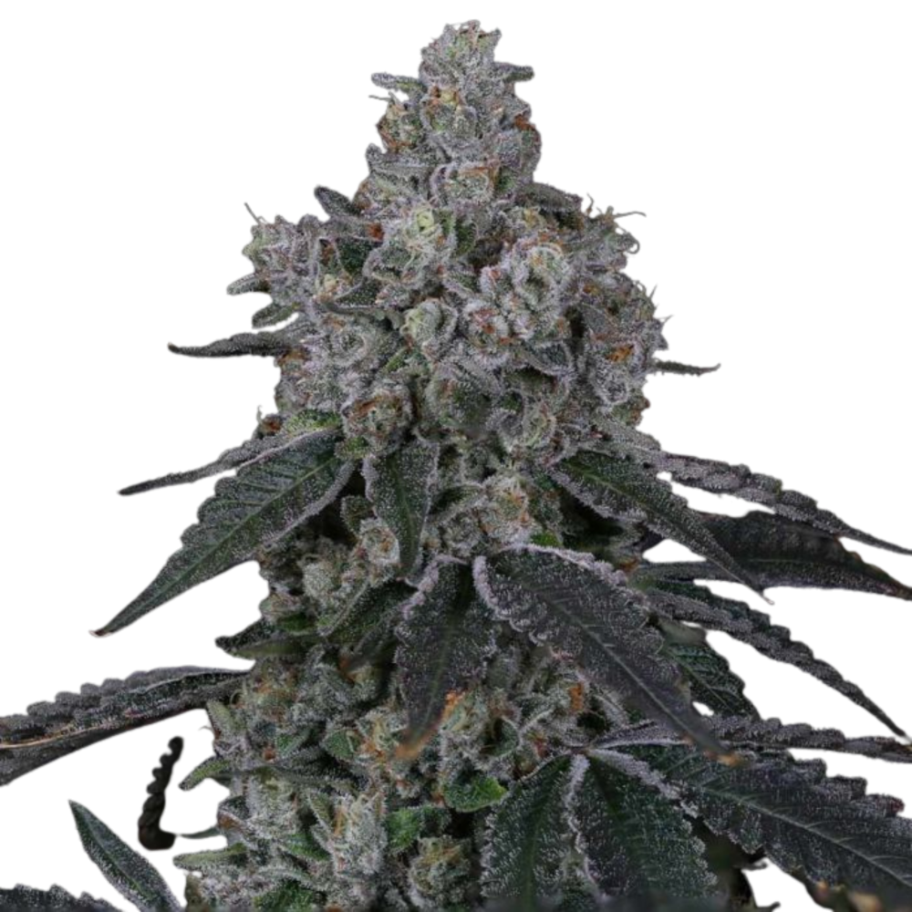 SEA OF GREEN - COMPOUND GENETICS