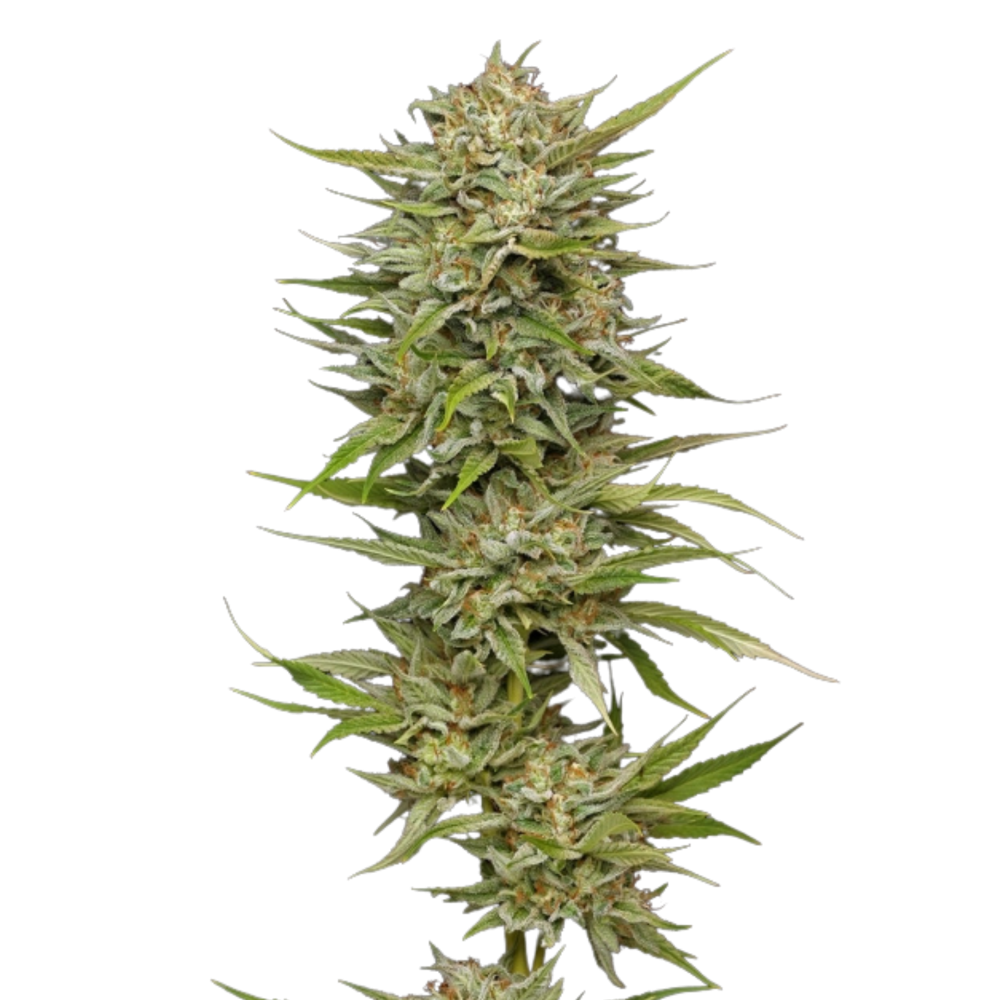 SEA OF GREEN - HUMBOLDT