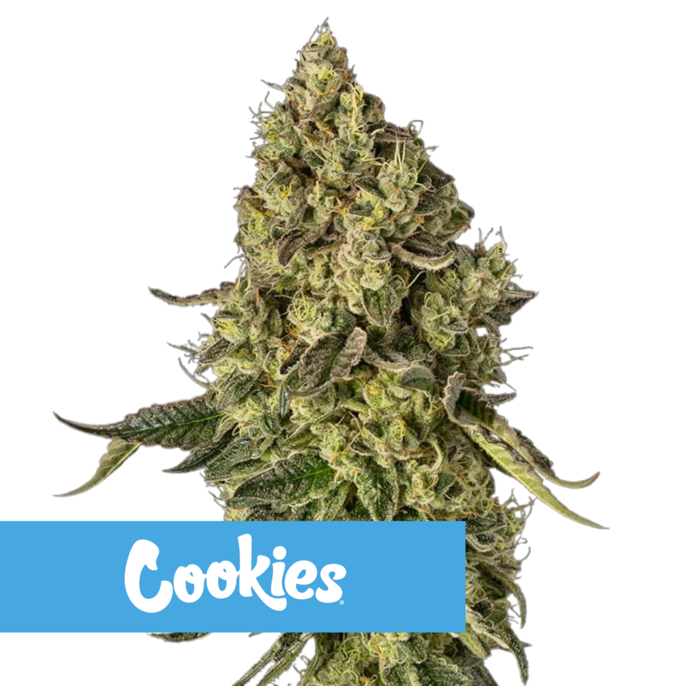 SEA OF GREEN - SILENT SEEDS