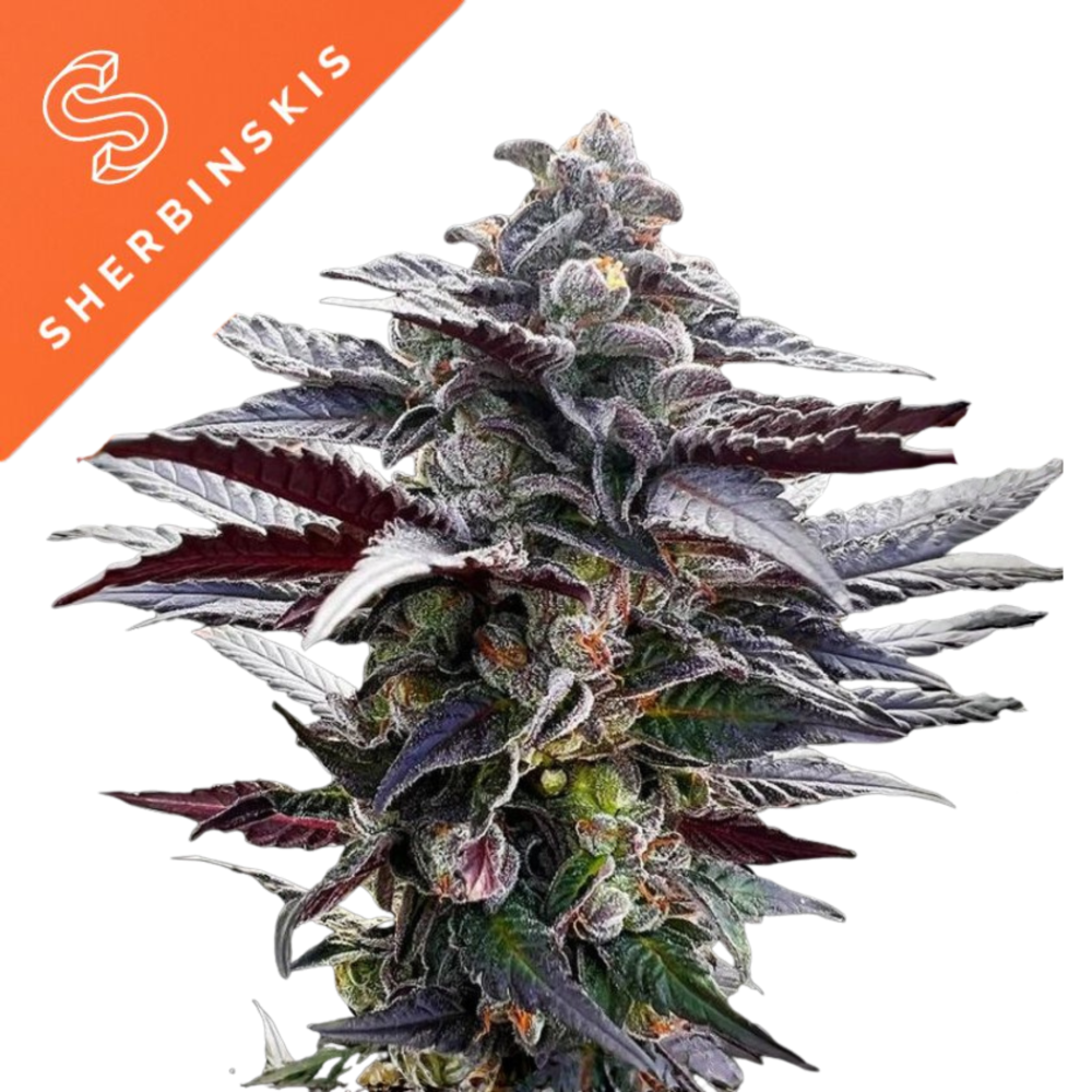 SEA OF GREEN - SILENT SEEDS 