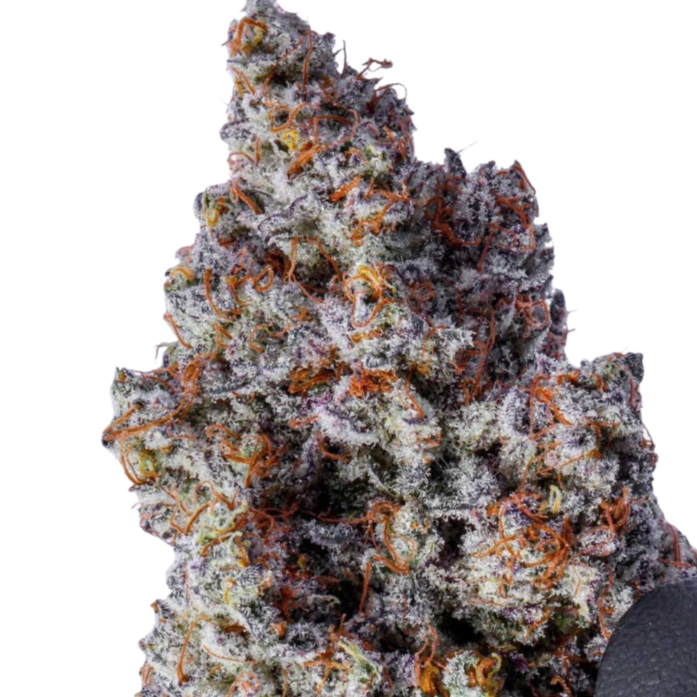 SEA OF GREEN - COMPOUND GENETICS