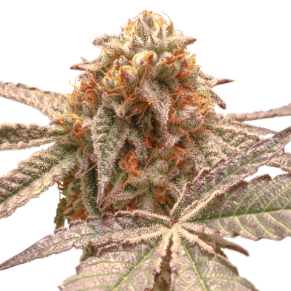 SEA OF GREEN - SUPER SATIVA SEED CLUB