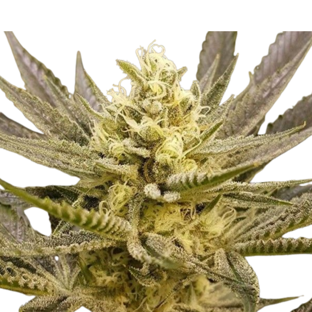 SEA OF GREEN - THE PURE PLUG