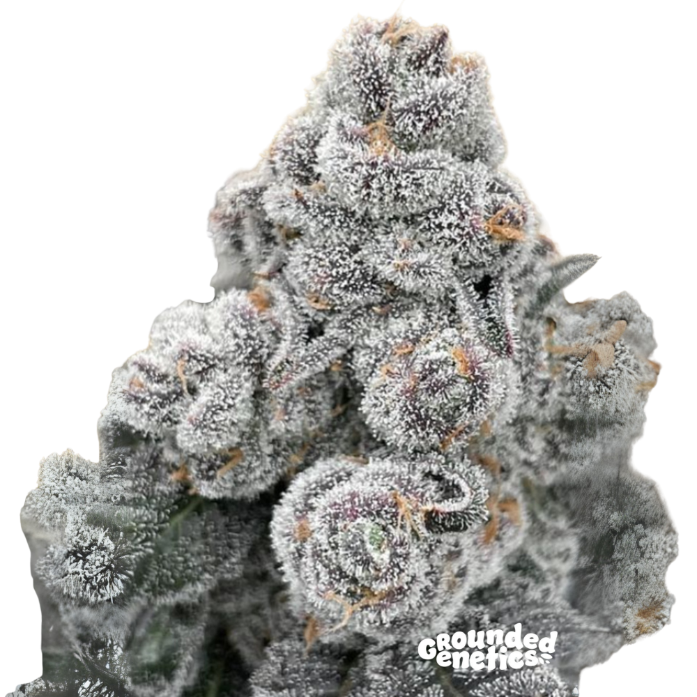 SEA OF GREEN - GROUNDED GENETICS