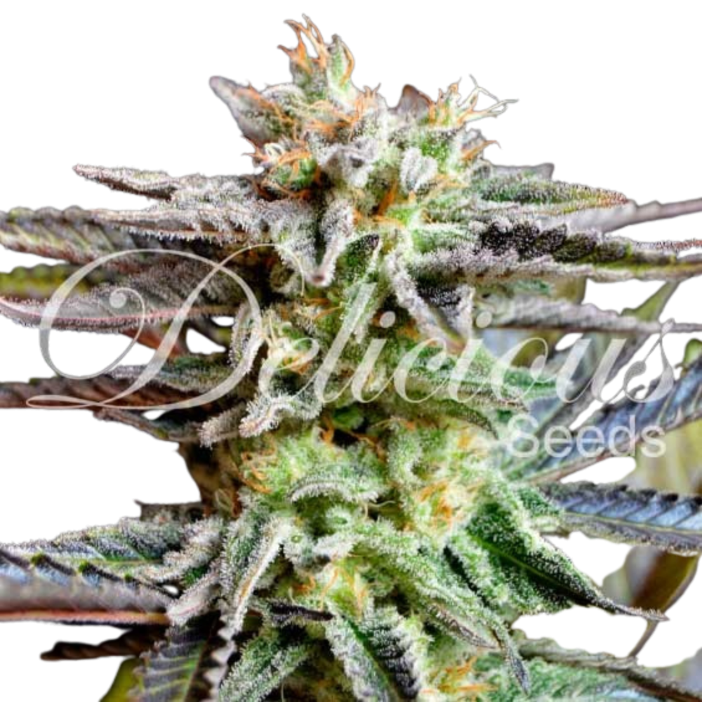 SEA OF GREEN - DELICIOUS SEEDS