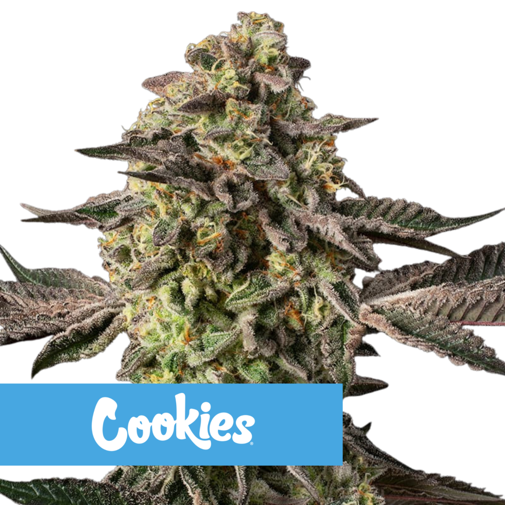 SEA OF GREEN - SILENT SEEDS