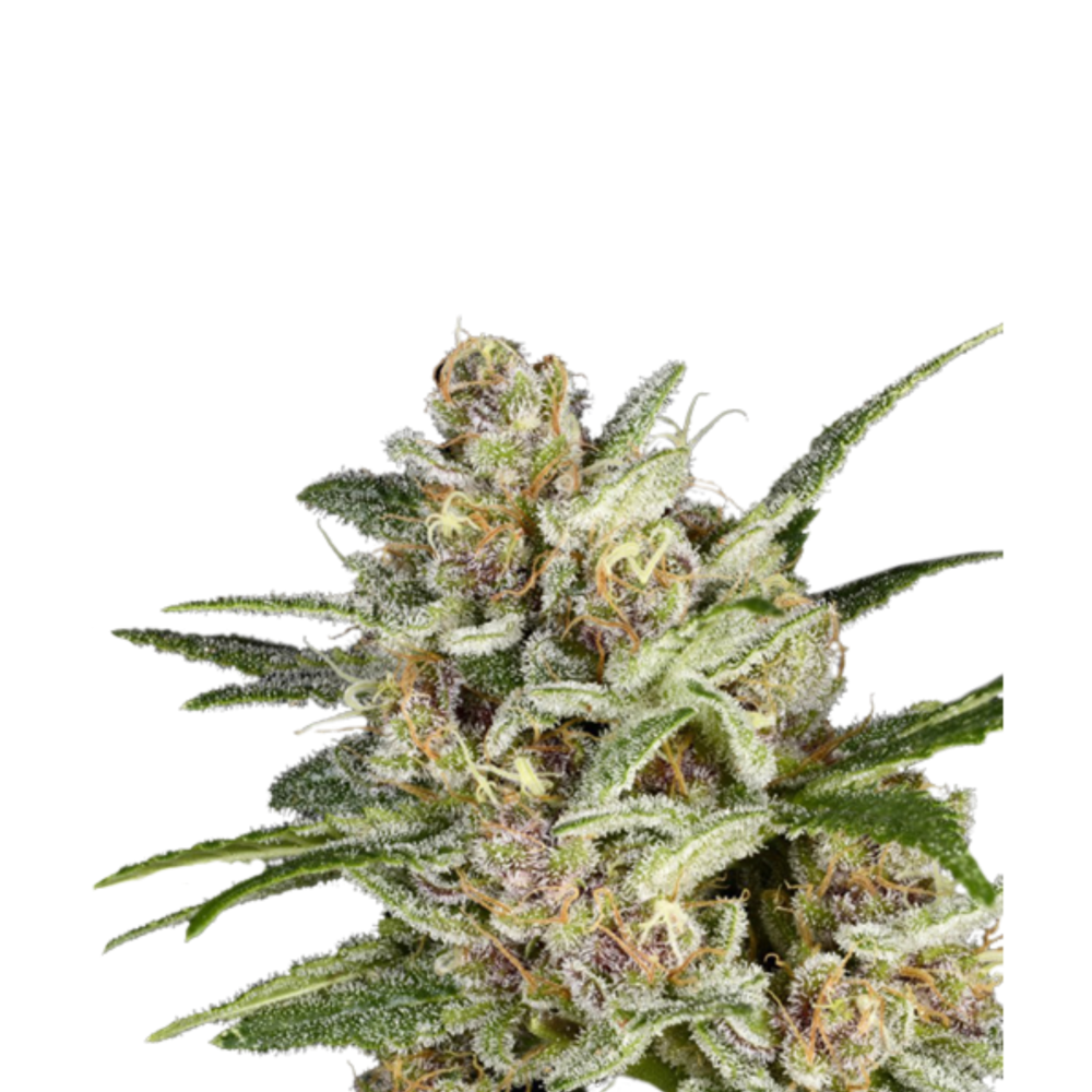 SEA OF GREEN - SUPER SATIVA SEED CLUB