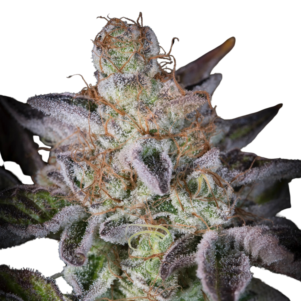 SEA OF GREEN - PARADISE SEEDS