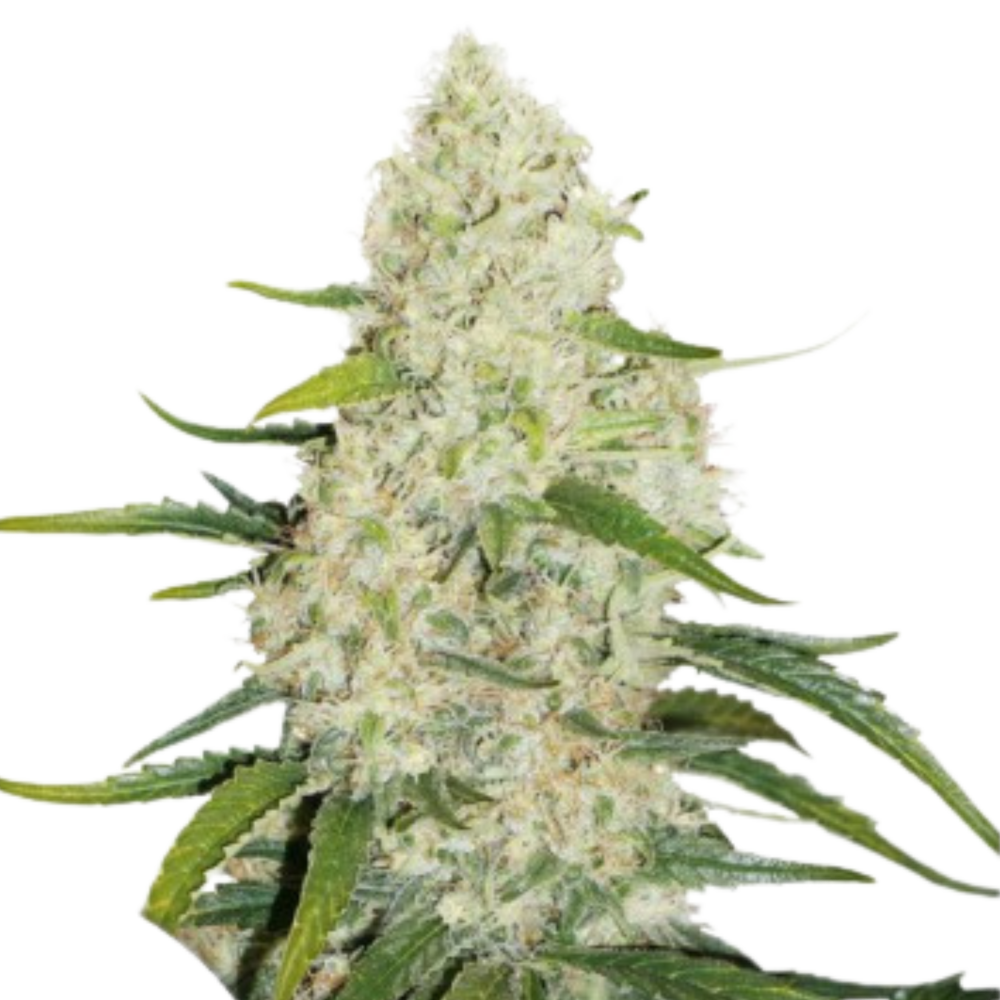 SEA OF GREEN - DUTCH PASSION