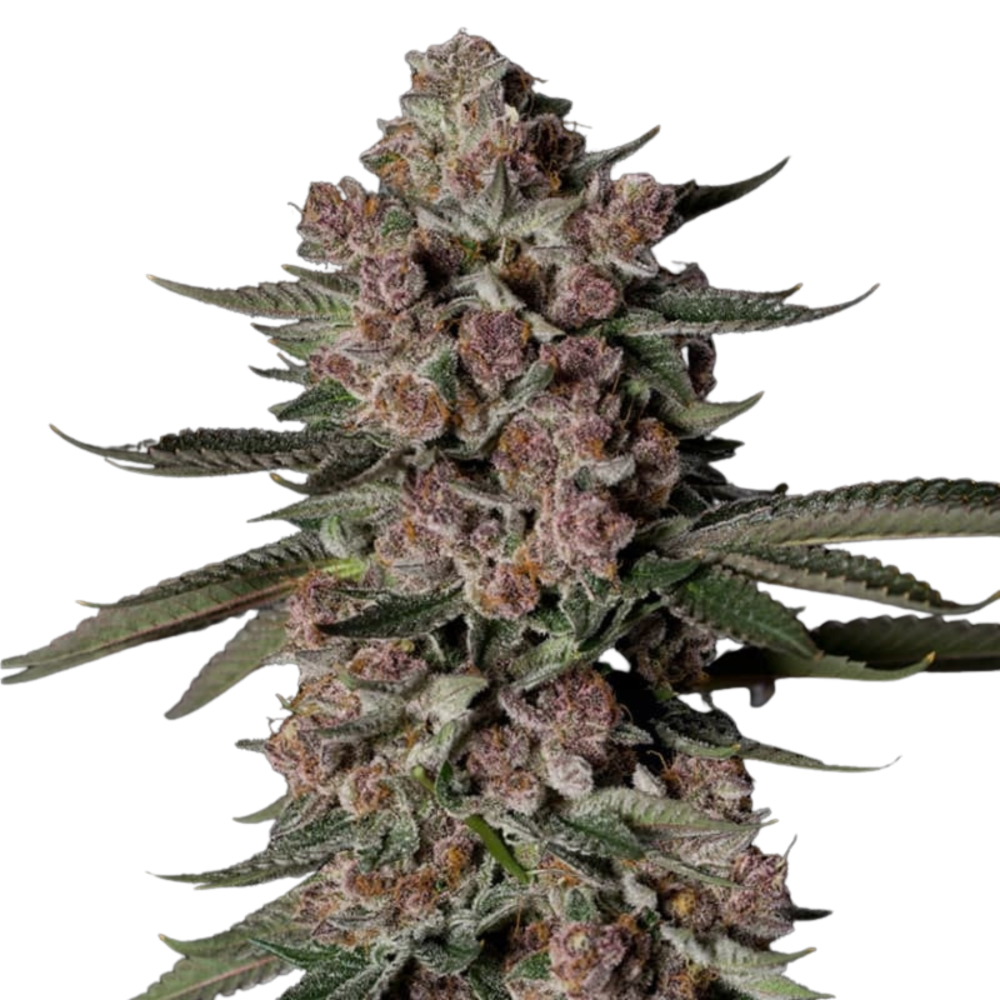 SEA OF GREEN - SILENT SEEDS