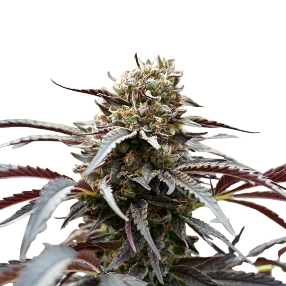 SEA OF GREEN - HUMBOLDT