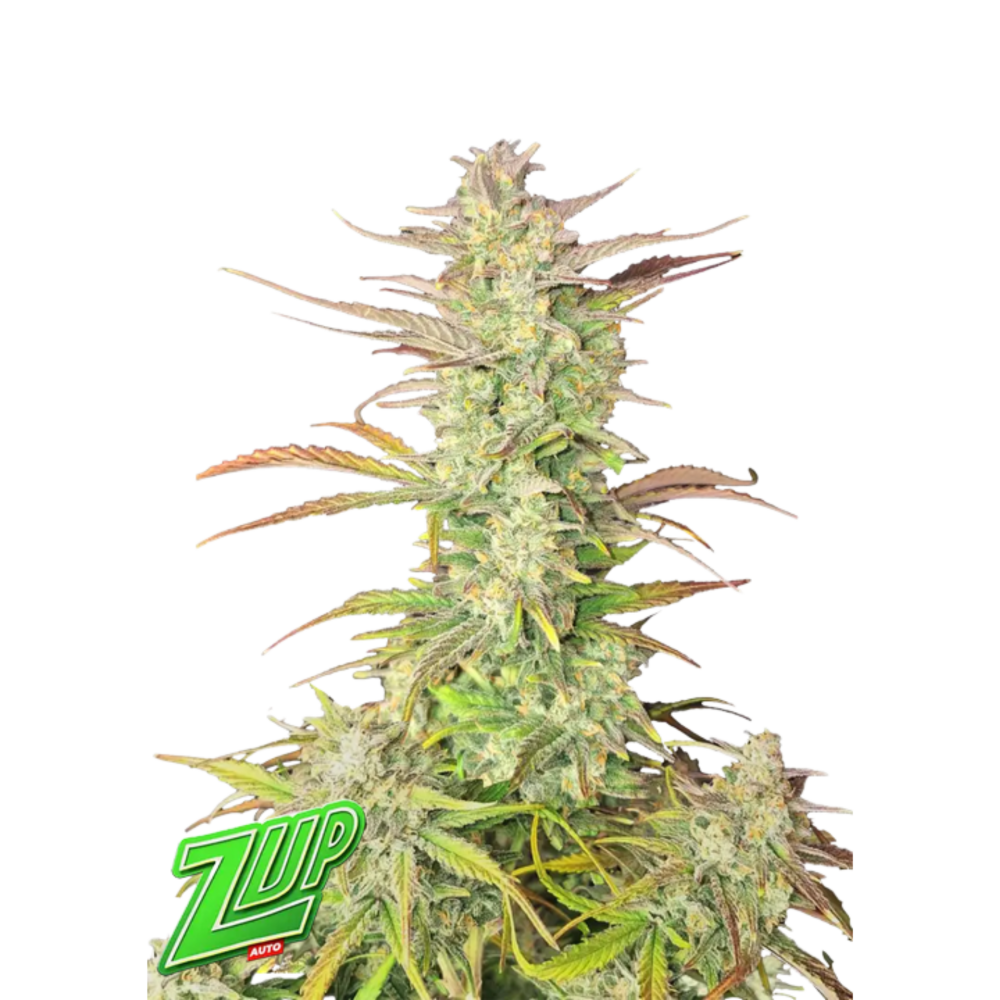 SEA OF GREEN - FAST BUD