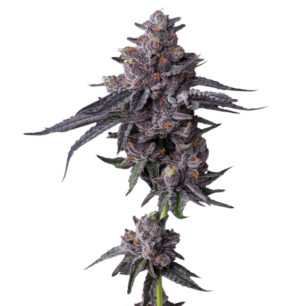 SEA OF GREEN - BARNEYS FARM