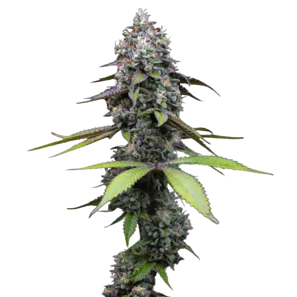 SEA OF GREEN - BARNEYS FARM