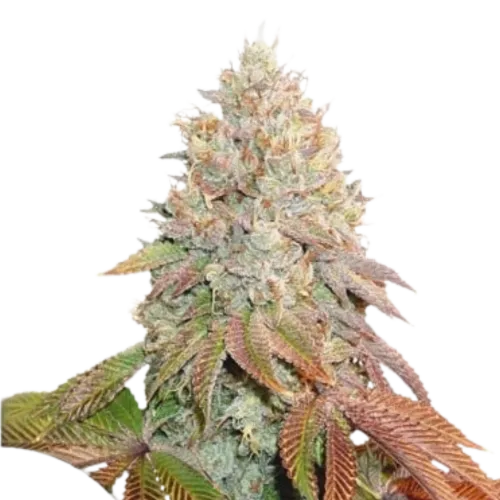 SEA OF GREEN - DUTCH PASSION