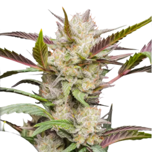 SEA OF GREEN - DUTCH PASSION