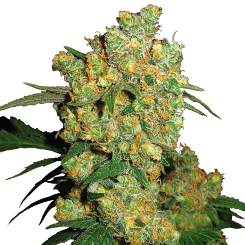 SEA OF GREEN - SENSI SEEDS