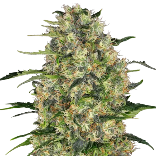 SEA OF GREEN - SENSI SEEDS