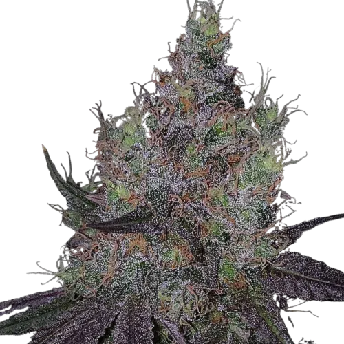 SEA OF GREEN - THE PURE PLUG