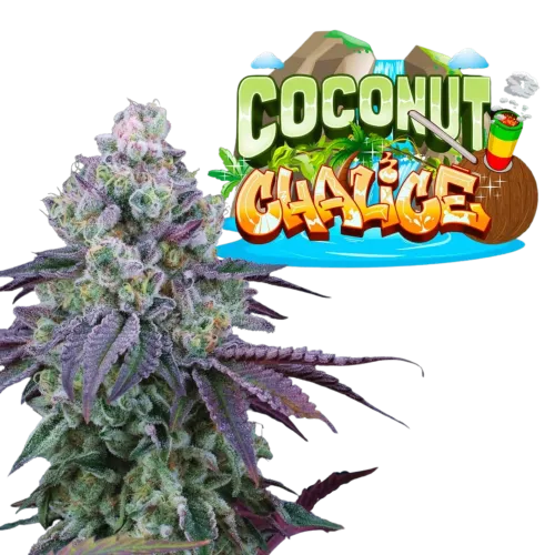 SEA OF GREEN - PERFECT TREE