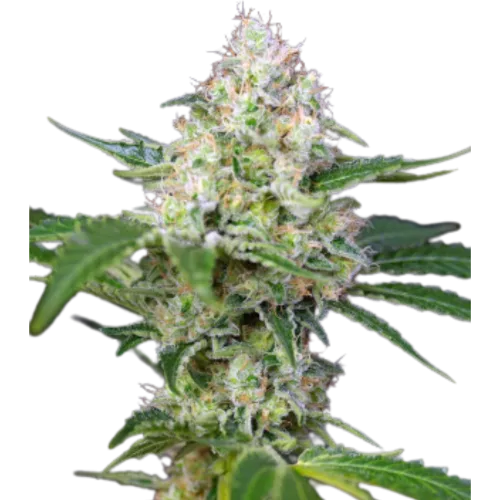 SEA OF GREEN - SWEET SEEDS