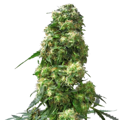 SEA OF GREEN - SENSI SEEDS