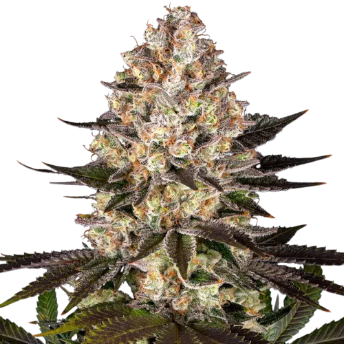 SEA OF GREEN - BARNEYS FARM