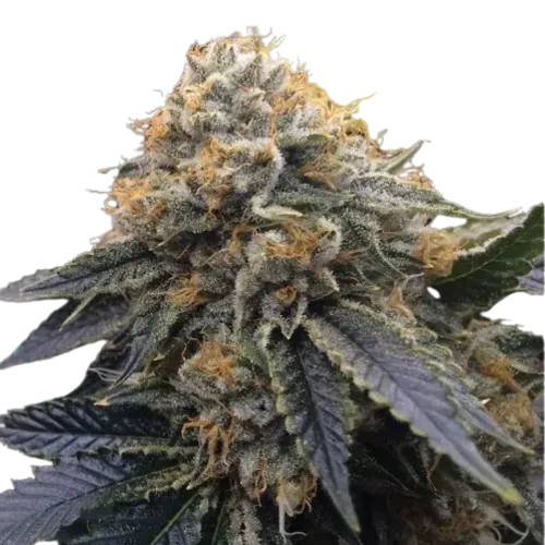 SEA OF GREEN - HUMBOLD SEEDS