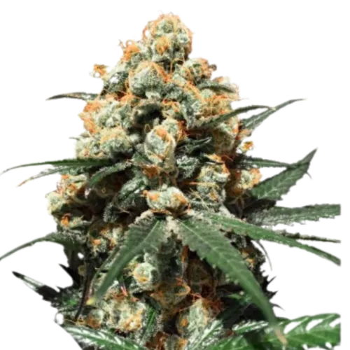 SEA OF GREEN - DUTCH PASSION