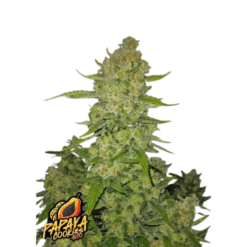 SEA OF GREEN - 420 FASTBUDS