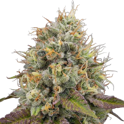 SEA OF GREEN - GROUNDED GENETICS