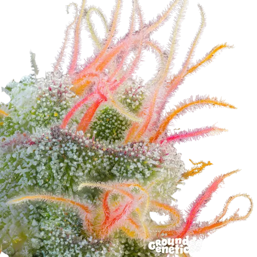 SEA OF GREEN - GROUNDED GENETICS