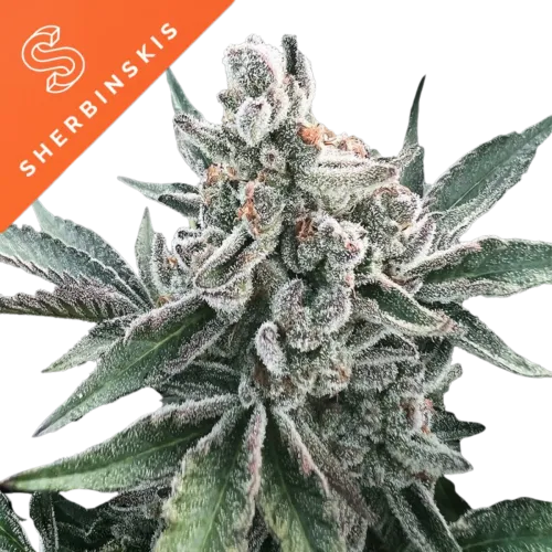 SEA OF GREEN - SILENT SEEDS