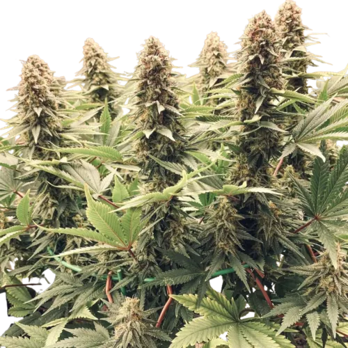 SEA OF GREEN - DUTCH PASSION