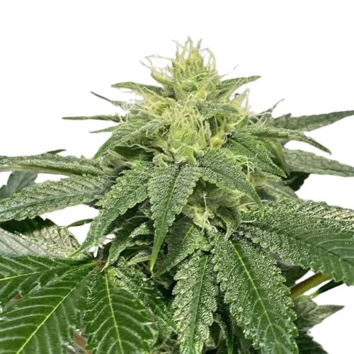 SEA OF GREEN - DARK HORSE GENETICS